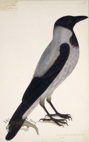 158 Swedish Birds . Corvus Cornix, Hooded Crow
